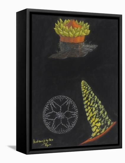 Balanophyllia Regia: Scarlet and Gold Star-Coral-Philip Henry Gosse-Framed Stretched Canvas