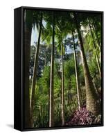 Balata Gardens, Martinique, West Indies, Caribbean, Central America-Thouvenin Guy-Framed Stretched Canvas