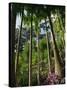 Balata Gardens, Martinique, West Indies, Caribbean, Central America-Thouvenin Guy-Stretched Canvas