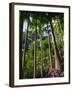 Balata Gardens, Martinique, West Indies, Caribbean, Central America-Thouvenin Guy-Framed Photographic Print