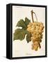 Balavry Grape-A. Kreyder-Framed Stretched Canvas