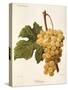 Balavry Grape-A. Kreyder-Stretched Canvas