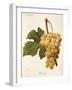 Balavry Grape-A. Kreyder-Framed Giclee Print