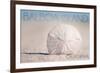 Balboa Island, California - Sand Dollar and Beach-Lantern Press-Framed Art Print