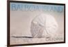 Balboa Island, California - Sand Dollar and Beach-Lantern Press-Framed Art Print