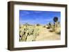 Balboa Park in San Diego, Cactus Garden with Desert.-Iriana Shiyan-Framed Photographic Print