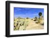 Balboa Park in San Diego, Cactus Garden with Desert.-Iriana Shiyan-Framed Photographic Print