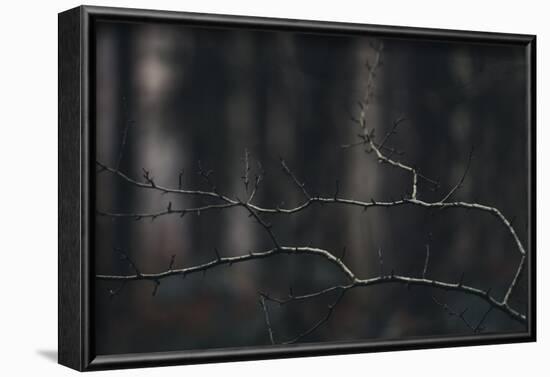 Bald branches in the forest.-Nadja Jacke-Framed Photographic Print