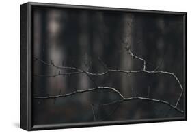 Bald branches in the forest.-Nadja Jacke-Framed Photographic Print