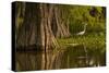 Bald Cypress and Great Egret in Swamp, Lake Martin, Louisiana, USA-null-Stretched Canvas