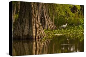 Bald Cypress and Great Egret in Swamp, Lake Martin, Louisiana, USA-null-Stretched Canvas