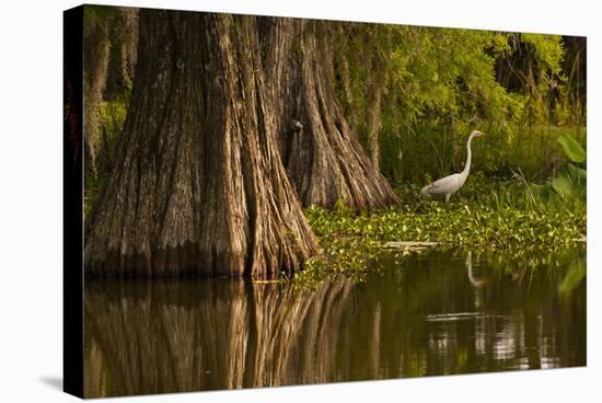 Bald Cypress and Great Egret in Swamp, Lake Martin, Louisiana, USA-null-Stretched Canvas