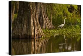 Bald Cypress and Great Egret in Swamp, Lake Martin, Louisiana, USA-null-Stretched Canvas