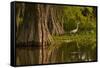 Bald Cypress and Great Egret in Swamp, Lake Martin, Louisiana, USA-null-Framed Stretched Canvas