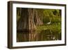 Bald Cypress and Great Egret in Swamp, Lake Martin, Louisiana, USA-null-Framed Photographic Print