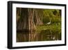 Bald Cypress and Great Egret in Swamp, Lake Martin, Louisiana, USA-null-Framed Photographic Print