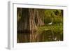 Bald Cypress and Great Egret in Swamp, Lake Martin, Louisiana, USA-null-Framed Photographic Print