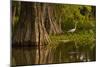 Bald Cypress and Great Egret in Swamp, Lake Martin, Louisiana, USA-null-Mounted Photographic Print