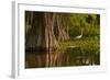 Bald Cypress and Great Egret in Swamp, Lake Martin, Louisiana, USA-null-Framed Photographic Print