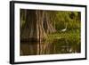 Bald Cypress and Great Egret in Swamp, Lake Martin, Louisiana, USA-null-Framed Photographic Print