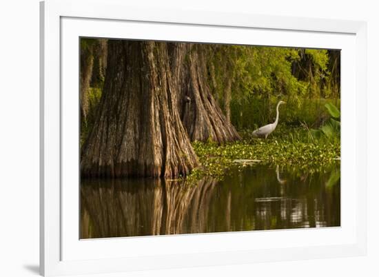 Bald Cypress and Great Egret in Swamp, Lake Martin, Louisiana, USA-null-Framed Photographic Print