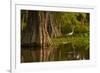 Bald Cypress and Great Egret in Swamp, Lake Martin, Louisiana, USA-null-Framed Photographic Print