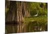 Bald Cypress and Great Egret in Swamp, Lake Martin, Louisiana, USA-null-Mounted Photographic Print