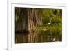 Bald Cypress and Great Egret in Swamp, Lake Martin, Louisiana, USA-null-Framed Photographic Print