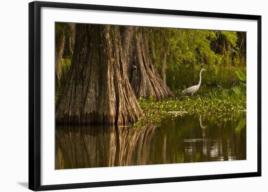 Bald Cypress and Great Egret in Swamp, Lake Martin, Louisiana, USA-null-Framed Photographic Print