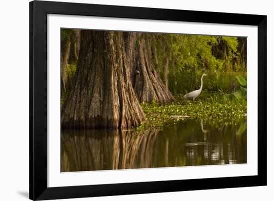 Bald Cypress and Great Egret in Swamp, Lake Martin, Louisiana, USA-null-Framed Photographic Print