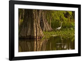 Bald Cypress and Great Egret in Swamp, Lake Martin, Louisiana, USA-null-Framed Photographic Print