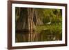 Bald Cypress and Great Egret in Swamp, Lake Martin, Louisiana, USA-null-Framed Photographic Print