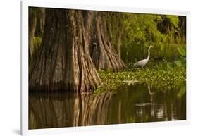 Bald Cypress and Great Egret in Swamp, Lake Martin, Louisiana, USA-null-Framed Photographic Print