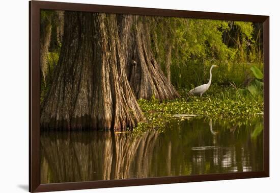 Bald Cypress and Great Egret in Swamp, Lake Martin, Louisiana, USA-null-Framed Photographic Print