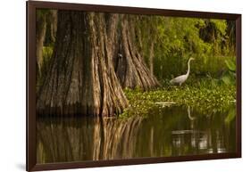 Bald Cypress and Great Egret in Swamp, Lake Martin, Louisiana, USA-null-Framed Photographic Print