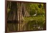 Bald Cypress and Great Egret in Swamp, Lake Martin, Louisiana, USA-null-Framed Photographic Print