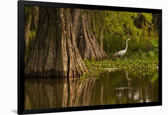 Bald Cypress and Great Egret in Swamp, Lake Martin, Louisiana, USA-null-Framed Photographic Print