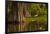 Bald Cypress and Great Egret in Swamp, Lake Martin, Louisiana, USA-null-Framed Photographic Print