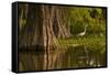 Bald Cypress and Great Egret in Swamp, Lake Martin, Louisiana, USA-null-Framed Stretched Canvas