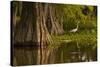 Bald Cypress and Great Egret in Swamp, Lake Martin, Louisiana, USA-null-Stretched Canvas