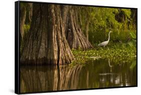 Bald Cypress and Great Egret in Swamp, Lake Martin, Louisiana, USA-null-Framed Stretched Canvas