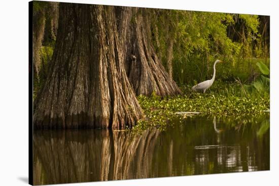 Bald Cypress and Great Egret in Swamp, Lake Martin, Louisiana, USA-null-Stretched Canvas