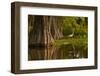 Bald Cypress and Great Egret in Swamp, Lake Martin, Louisiana, USA-null-Framed Premium Photographic Print