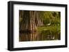 Bald Cypress and Great Egret in Swamp, Lake Martin, Louisiana, USA-null-Framed Premium Photographic Print