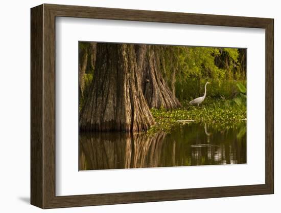 Bald Cypress and Great Egret in Swamp, Lake Martin, Louisiana, USA-null-Framed Photographic Print