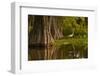 Bald Cypress and Great Egret in Swamp, Lake Martin, Louisiana, USA-null-Framed Photographic Print