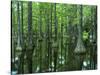 Bald Cypress, Apalachicola National Forest, Florida, USA-Charles Gurche-Stretched Canvas