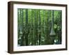 Bald Cypress, Apalachicola National Forest, Florida, USA-Charles Gurche-Framed Premium Photographic Print