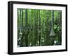 Bald Cypress, Apalachicola National Forest, Florida, USA-Charles Gurche-Framed Premium Photographic Print