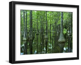 Bald Cypress, Apalachicola National Forest, Florida, USA-Charles Gurche-Framed Premium Photographic Print